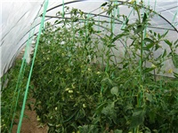 45ec54d6-IMG_0019 (2).JPG